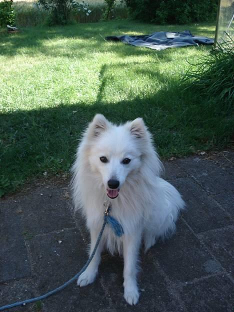 Japansk spids Sonny - . billede 6