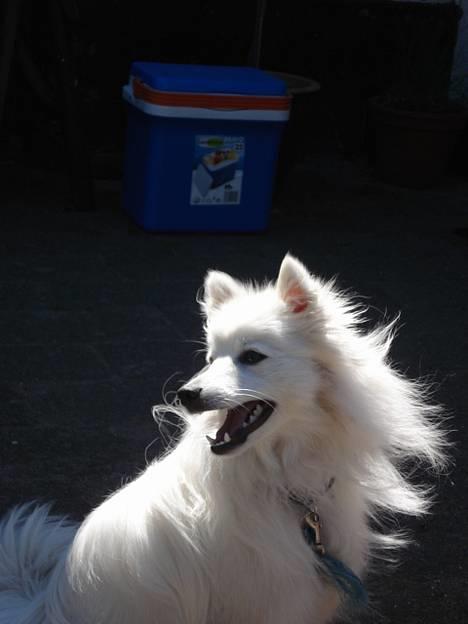 Japansk spids Sonny - Med vinden i pelsen og det hele(: billede 7