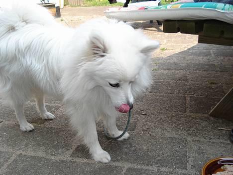 Japansk spids Sonny - MUMS! billede 8