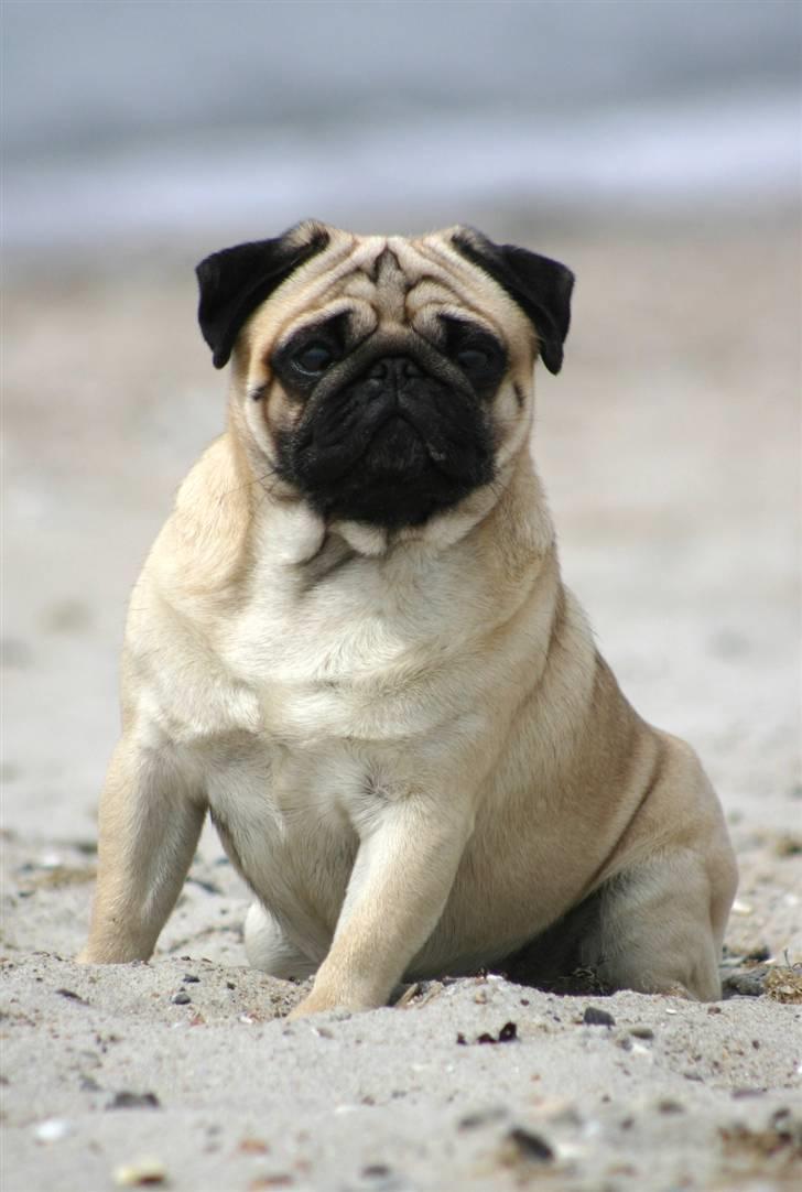 Mops ¤ Kisci Humphrey Bogart DKCH ¤ - 1/5 - 08 billede 10