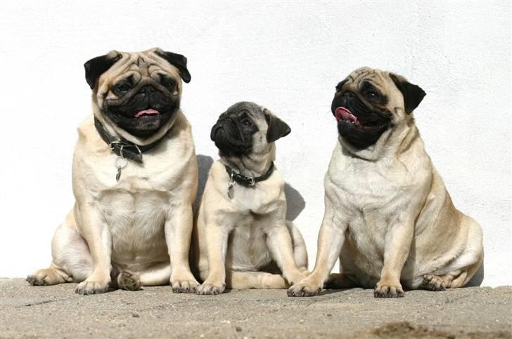 Mops ¤ Kisci Humphrey Bogart DKCH ¤ - Humphrey, Just Joy og Audrey . 5/4 - 09 billede 13