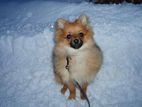 Pomeranian Victor - Taget den 30.12.05 Victor er helt vild med sneen billede 9