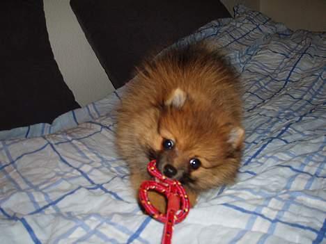 Pomeranian Victor - Victror synes selv han er super stærk billede 10