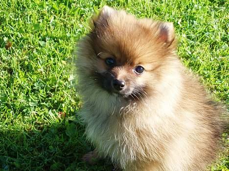 Pomeranian Victor - Victor ca 11 uger billede 11