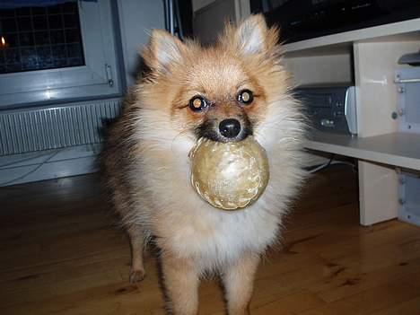 Pomeranian Victor - Victor med sin bidebold taget i nov 05 billede 12