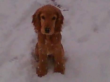 Cocker spaniel *William* Er aflivet !:( - William i sneèn.. Og han elsker det.. 30/12-2005. billede 8