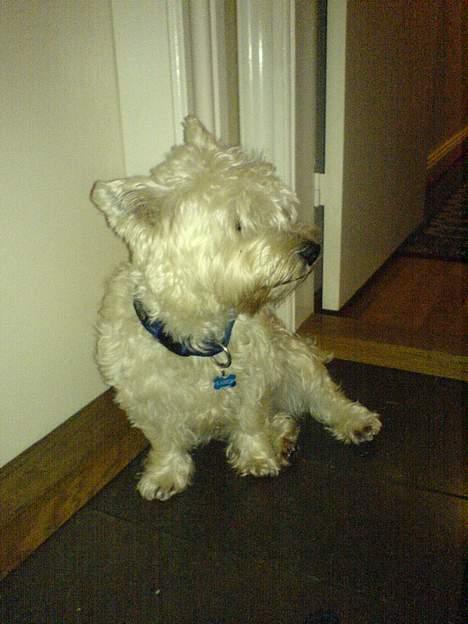 West highland white terrier Kaiser Wilhelm 'muni mub' - Jeg er sej! billede 2