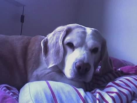 Beagle plet - jaa der ligger hun så i sin seng. billede 7