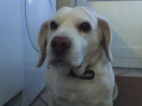 Beagle plet - kan ikke lide nytårs krut billede 8