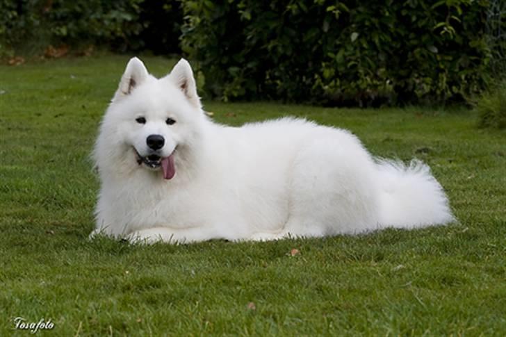 Samojedhund Cabaka´s GioVanni  - og blive liggende -selv om det er svært billede 18