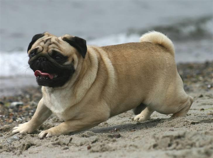 Mops ¤ Kisci Humphrey Bogart DKCH ¤ - 1/5 - 08 billede 17