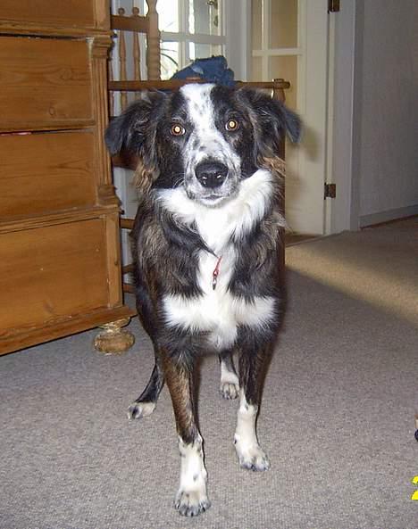 Border collie Fie (forældres) billede 11