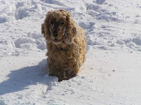 Cocker spaniel lucky  billede 9