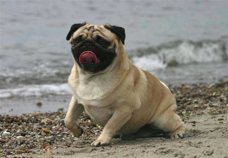 Mops ¤ Kisci Humphrey Bogart DKCH ¤ - 1/5 - 08 billede 18