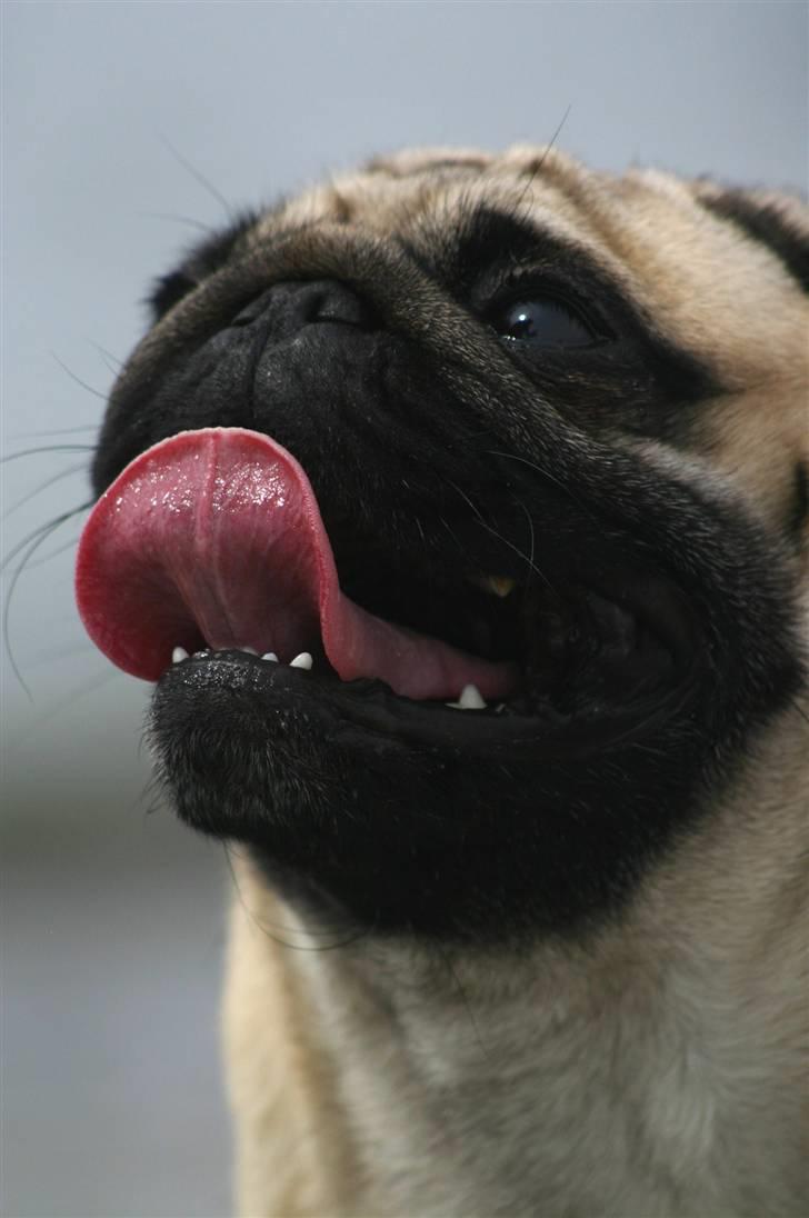 Mops ¤ Kisci Humphrey Bogart DKCH ¤ - 1/5 - 08 billede 20