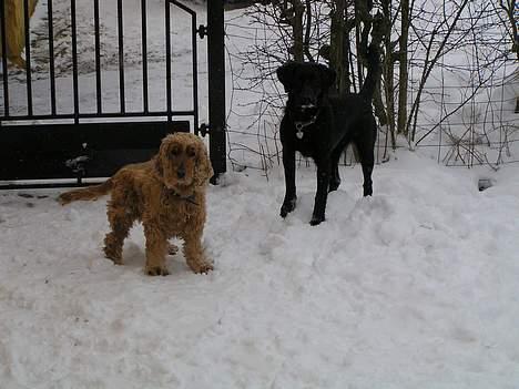 Cocker spaniel lucky  billede 11