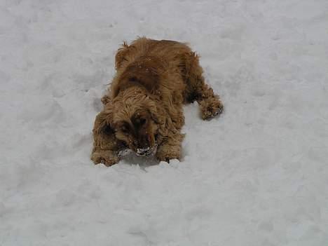 Cocker spaniel lucky  billede 12