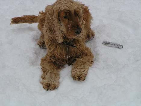 Cocker spaniel lucky  billede 13