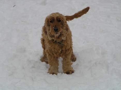 Cocker spaniel lucky  billede 14