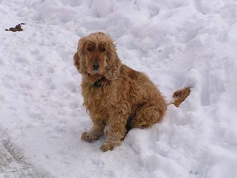 Cocker spaniel lucky  billede 15