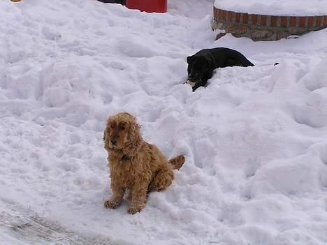 Cocker spaniel lucky  billede 16