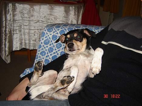 Dansk svensk gaardhund hans (død 29/4-2006)  - iihhhhhh hvor jeg hygger mig. billede 17