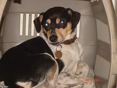 Dansk svensk gaardhund hans (død 29/4-2006)  - det er ikke sjovt når de fyre af. billede 18