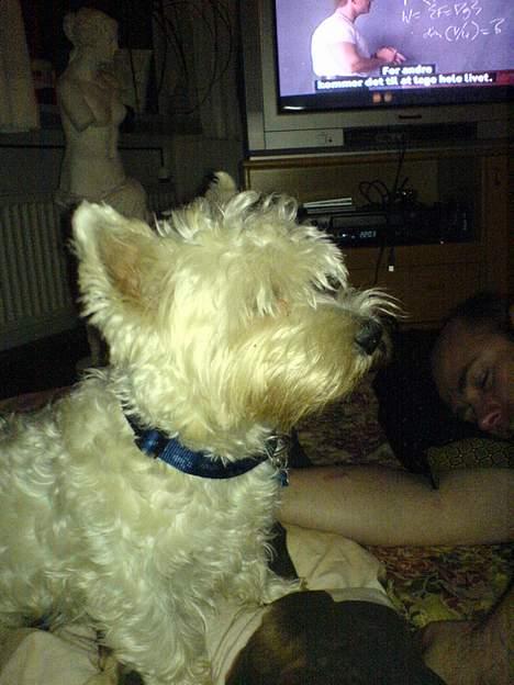 West highland white terrier Kaiser Wilhelm 'muni mub' - Tv hund billede 3