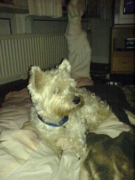 West highland white terrier Kaiser Wilhelm 'muni mub' - Holder øje... billede 4