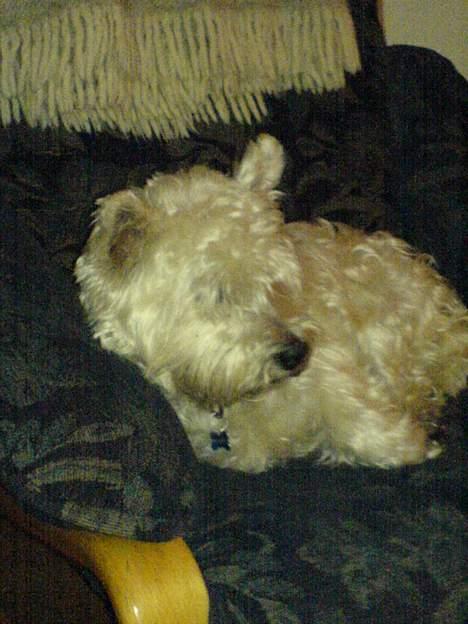 West highland white terrier Kaiser Wilhelm 'muni mub' - Skal vist til at sove:´) billede 5