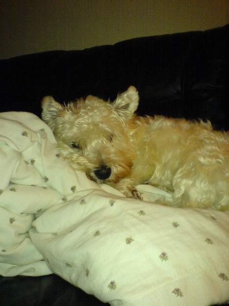 West highland white terrier Kaiser Wilhelm 'muni mub' - Godnat billede 6