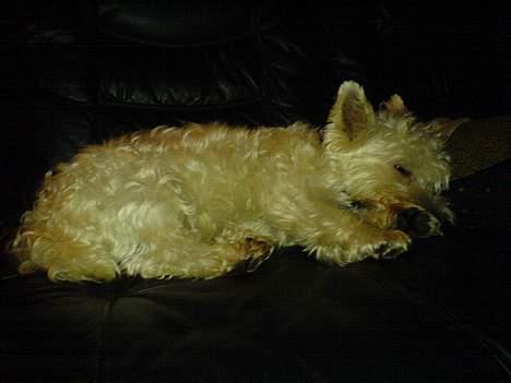 West highland white terrier Kaiser Wilhelm 'muni mub' - Sove tryne billede 9