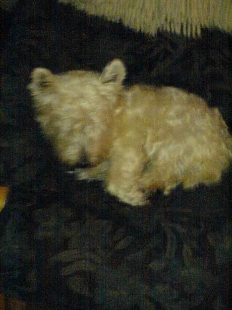 West highland white terrier Kaiser Wilhelm 'muni mub' - Isbjørnen musse mand billede 10