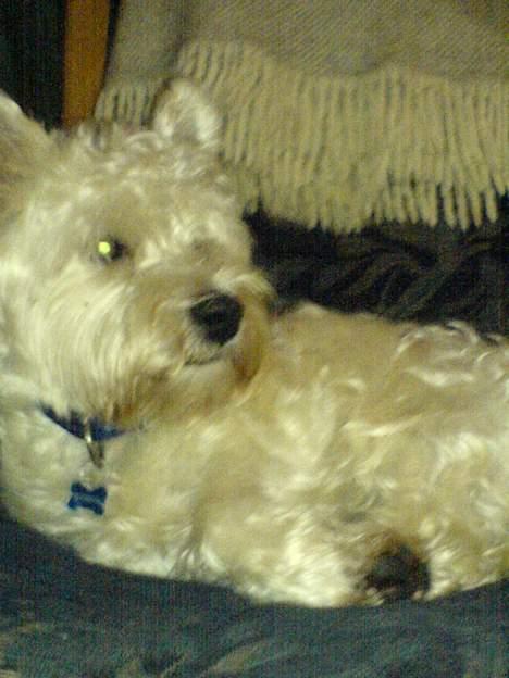 West highland white terrier Kaiser Wilhelm 'muni mub' - hej hej billede 11