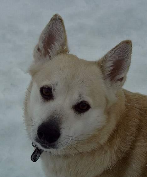 Norsk buhund Biloxi - En dejlig hund ude i sneen    (foto: Tanja Langhoff) billede 16