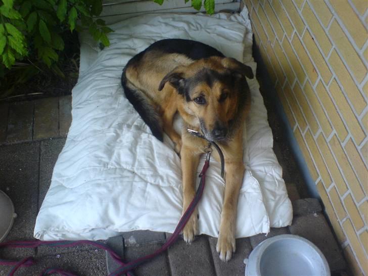 Schæferhund Rex "RIP" du er elsket<3 - Velkommen til Rexemands´ profil, kik gerne alle billderne igennem inden du ligger din stemme takker:´) billede 1