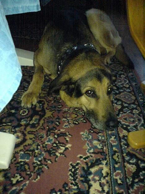 Schæferhund Rex "RIP" du er elsket<3 - Sove:´) billede 2