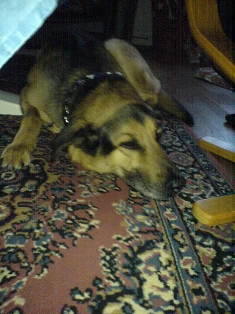 Schæferhund Rex "RIP" du er elsket<3 - Dovne hund<´3 billede 3