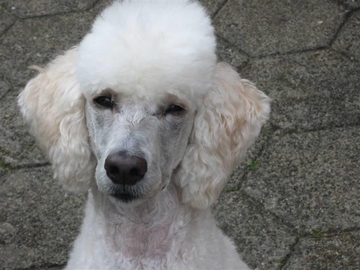 Storpuddel Nakita P.I.P. 28-7-2011 billede 1