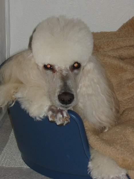 Storpuddel Nakita P.I.P. 28-7-2011 - En lur i kurven med et varmt tæppe er altid godt. billede 3