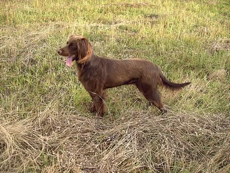 Langhåret hønsehund Candy billede 1