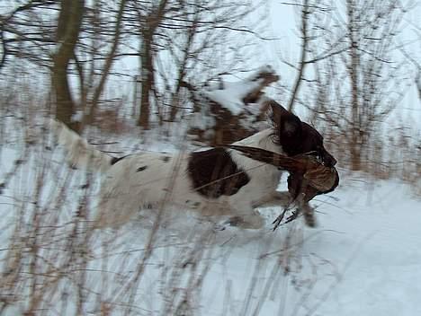 Kleiner münsterländer Asja - På jagt billede 2