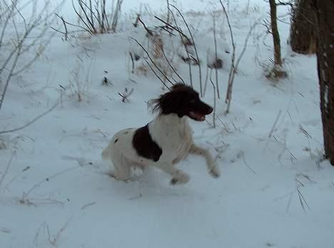 Kleiner münsterländer Asja - En glad hund! billede 3