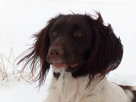 Kleiner münsterländer Asja - Det smukke hoved billede 5