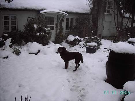 Langhåret hønsehund Candy billede 2