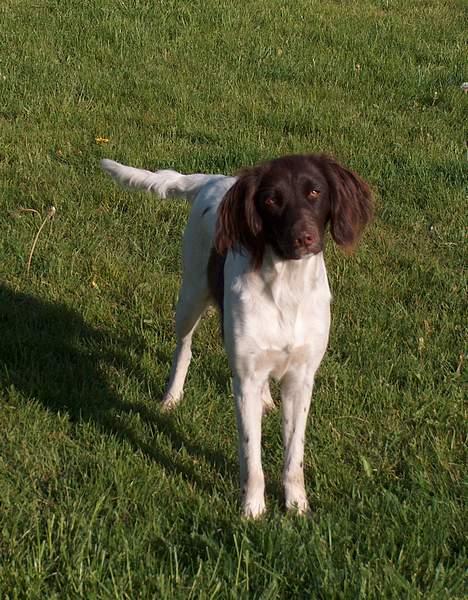 Kleiner münsterländer Asja - Asja billede 6