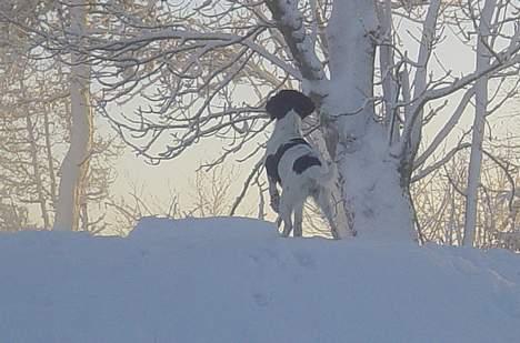 Kleiner münsterländer Asja billede 7