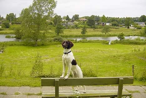 Kleiner münsterländer Asja billede 8