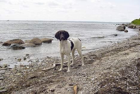 Kleiner münsterländer Asja billede 9