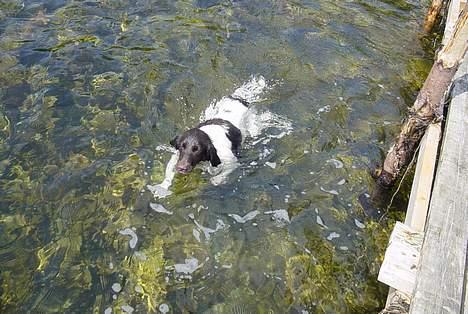 Kleiner münsterländer Asja billede 10